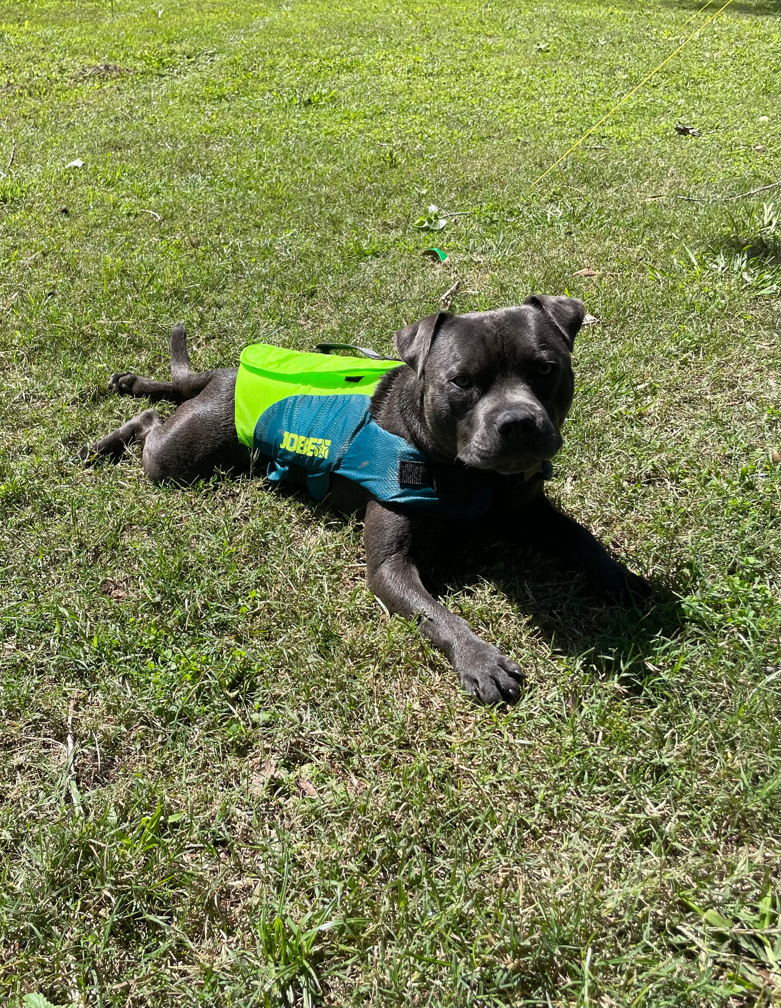 Jobe Dog Life Jacket Lime Teal
