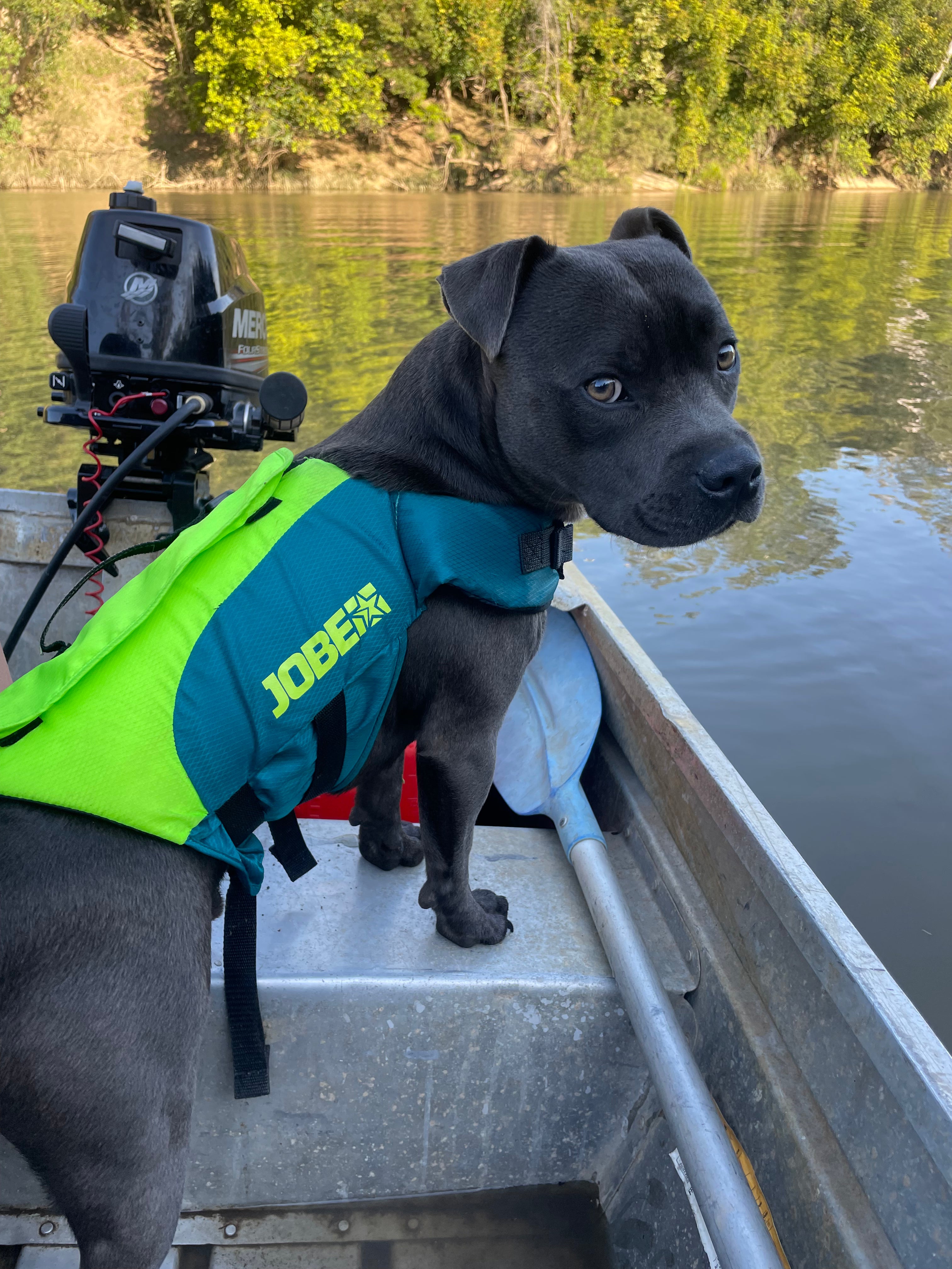 Jobe Dog Life Jacket Lime Teal